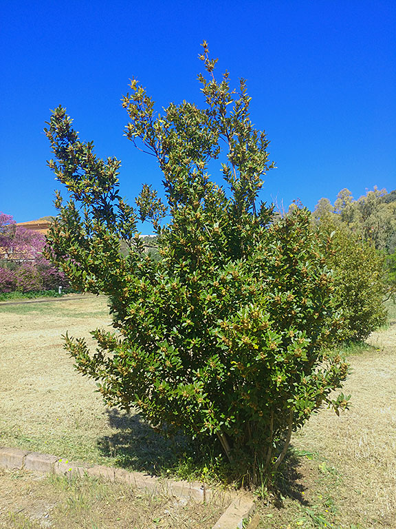 Il Parco di Villa Boldetti, Iglesias SU